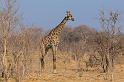 049 Botswana, Chobe NP